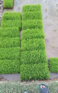 توم نشاع باکسی برنج
