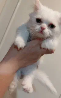 سه بچه گربه واگذاری فوری