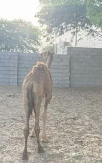 کره نر مخصوص پروار