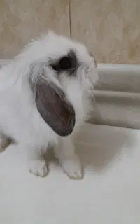 خرگوش لوپی