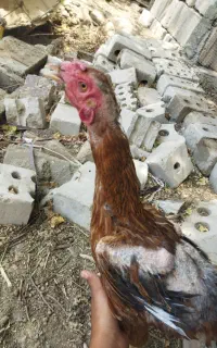 ماده مرغ اصیل