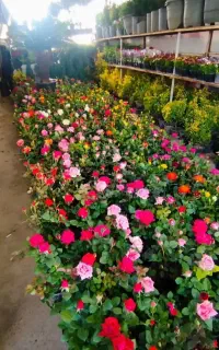 خدمات باغبانی و کشاورزی