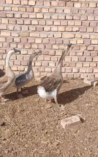 قوغازمولد