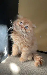 گربه اسکاتیش نارنجی