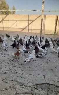 تعداد ۳۵ جفت کفترناب