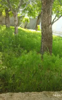 شخم زنی با تیلر