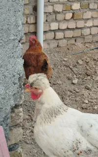 مرغ و خروس