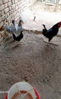 ۱ خروس سیاه چهل تاج دو تا مرغ و نیمچه مرغ
