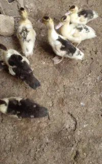 فروش ۱۶ عدد اردک خارجی دونهیی ۵۰۰