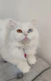 گربه