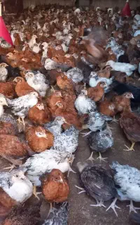 جوجه محلی و دو رگ 40روزه