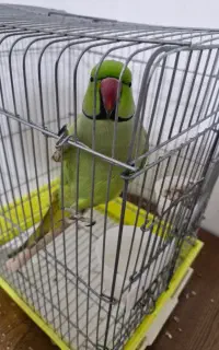 طوطی ملنگو نر