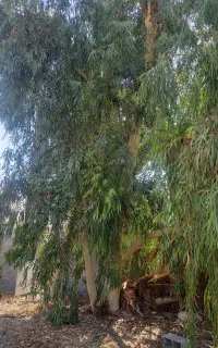 خرید چوب ودرخت