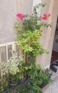 گل کاغذی