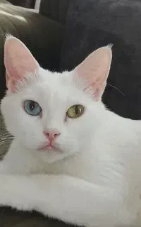 گربه اسکاتیش چشم دورنگ ماده
