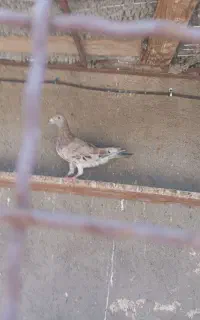کبوتر