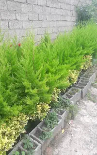 انواع گل گلدانی و نایلکسی