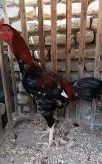 جوجه خروس لاری ۱۰ ماهه