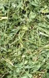 فروش یونجه با علف ( برای دام )