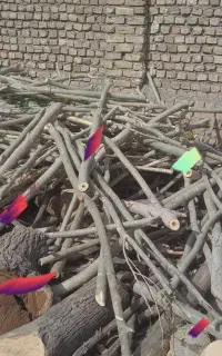انواع چوب و درخت نقدا. انبار دار