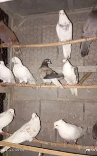 کبوتر پرشی،،