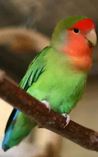 طوطی کوتوله