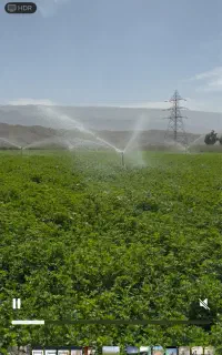 یونجه