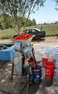 آبگیری گوجه