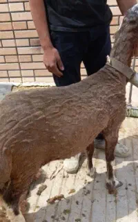 بره ماده افشاری