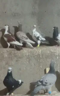 کفتر بوم پرشی گرفتنی. کفکدک