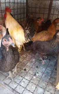 هفت عدد مرغ تخم گذار با یک عدد خروس