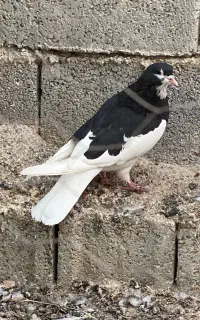 کبوتر