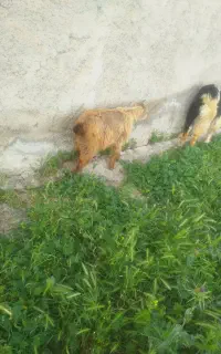 فروش حیوان بز