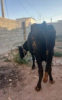 گاو اوغرساغ