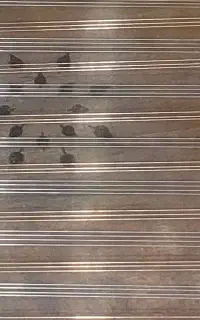 ارسال نت فارسی ترانه درخواستی سنتور همراه پشتیبانی
