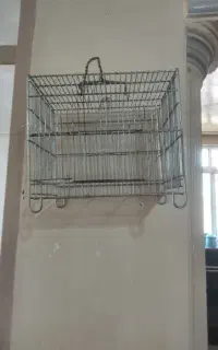 قفس