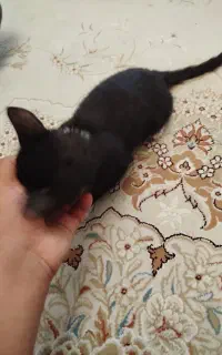 گربه بازی گوش