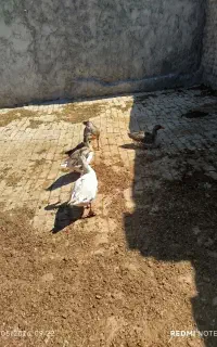غاز جوان