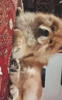 سگ چاوچاو