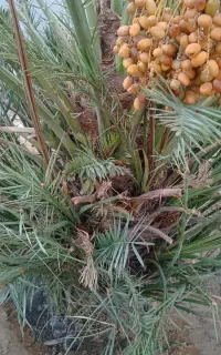 تعدادی پاجوش گنتار مُرکو
