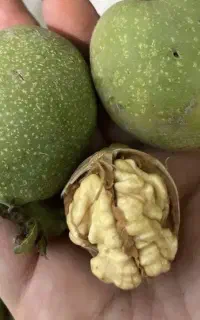 گردو تازه