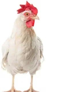 مرغ