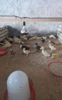 فروش چکی اردک پکنی فقط عمده