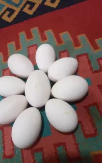 تخم غاز نطفه دار دورگه قوغاز واوکراینی