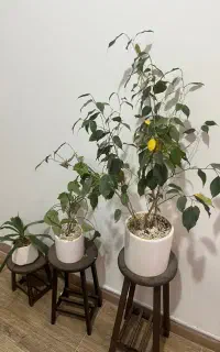 گل با پایه ها چل با پایه هاا