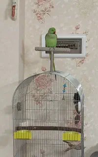 ملنگو نر