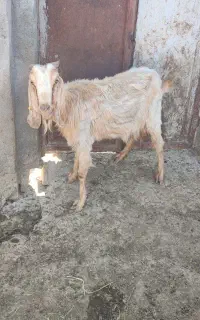 بز درشت