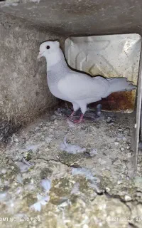 کبوتر