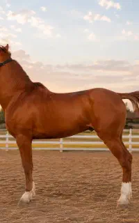 اسب اصیل دره شور کره سالارخان وسالارخان کره سالار2