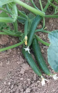 خیار محلی تازه ترد خوشمزه